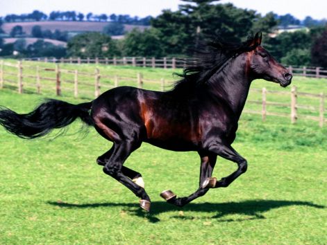 normal_full_stride_spanish_horse.jpg